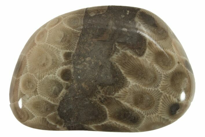 Polished Petoskey Stone (Fossil Coral) - Michigan #230452